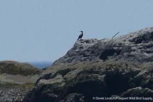 27. L1020696_GRCO,SaddlebackLedge,7-23_edited-1