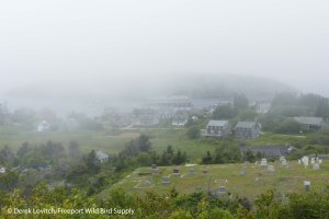 7. L1020530_MonheganFog,7-21_edited-1