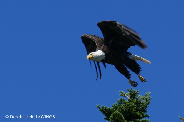 BAEA_flying1,CutlerHarbor,6-24-15_edited-1