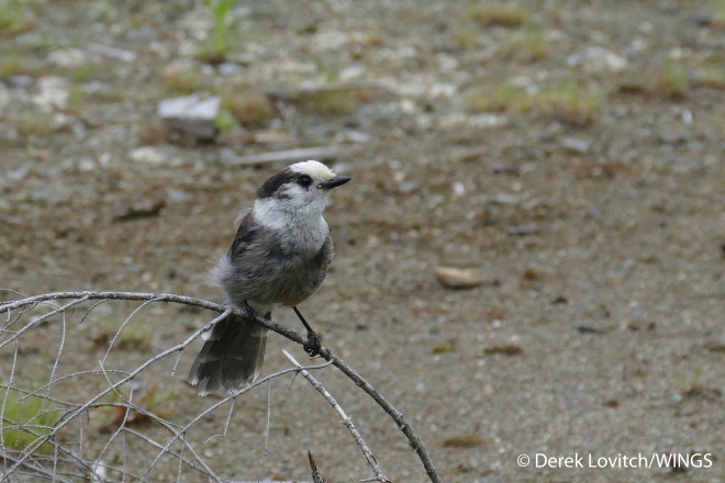 GRJA1,BoyScoutCamp,Rangeley,6-23-15_edited-1