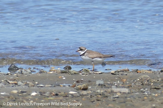 L1030005_SEPL,PinePoint,8-2-15_edited-1