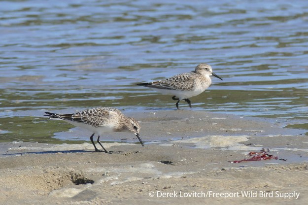 L1030115_two_BASA1_edited-1