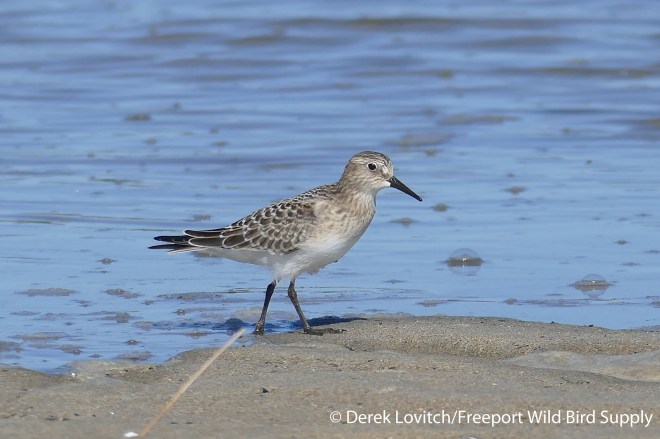 L1030121_BASA1_edited-1