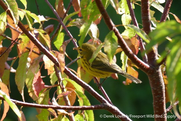 L1030173_PRAW,SandyPoint_edited-1