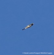 L1030179_BTBW,SandyPt,9-16-15_edited-1