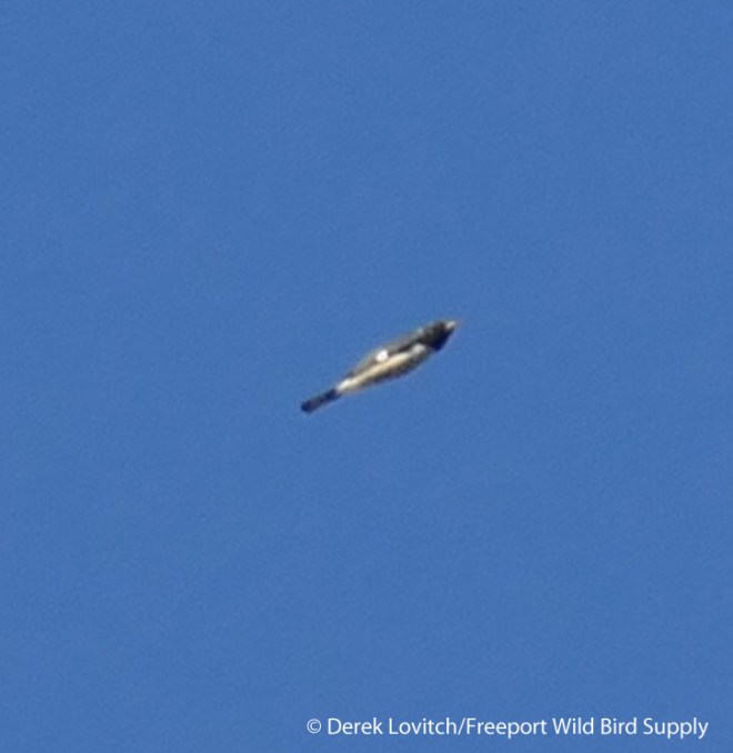 L1030179_BTBW,SandyPt,9-16-15_edited-1