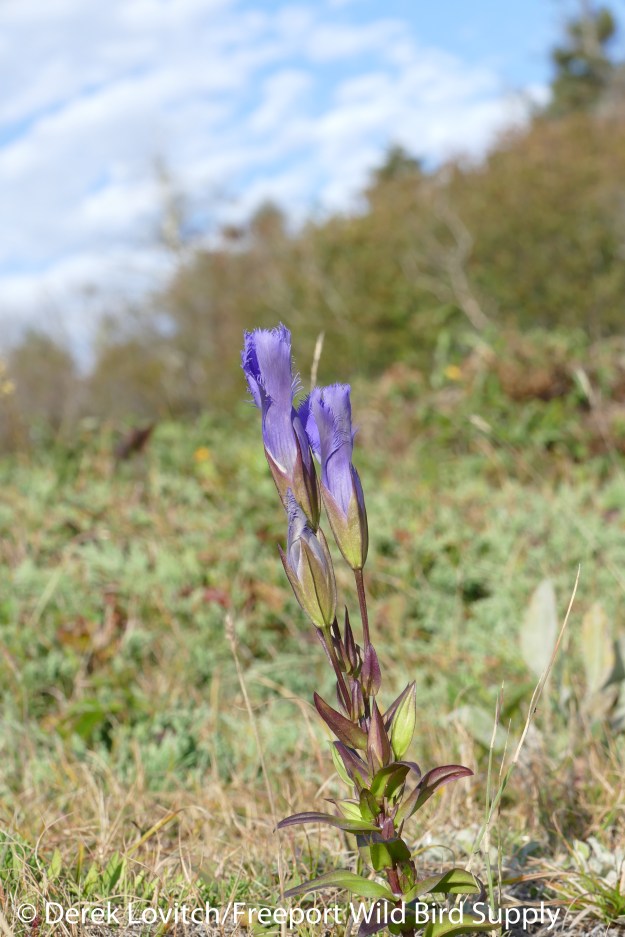 Fringed_Gentian1_edited-1