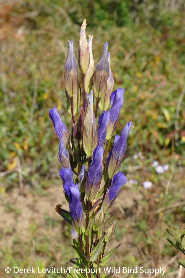 Fringed_Gentian2_edited-1