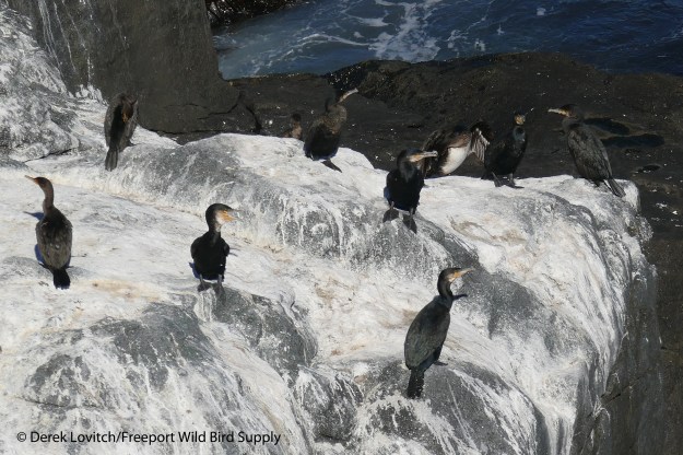 GRCOs_withDCCO,Monhegan,9-26-15_edited-1