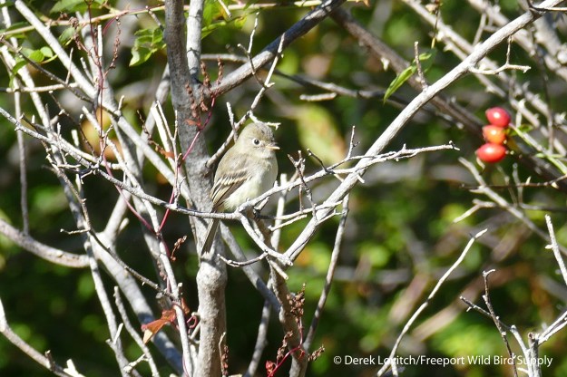L1030231_LEFL1,Monhegan,9-26-15_edited-1