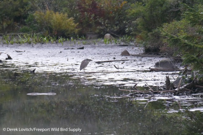 YCNH,Monhegan, 9-27-15_edited-1