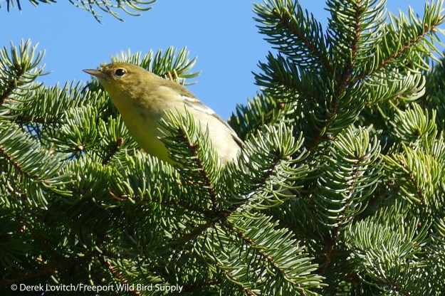 BLPW,PondCove, 10-30-15_edited-1