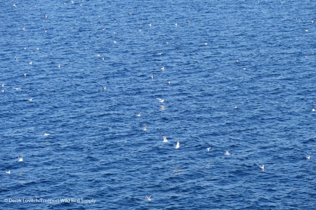 Day6-LeavingVictoria-MEGUinHarbor_edited-1