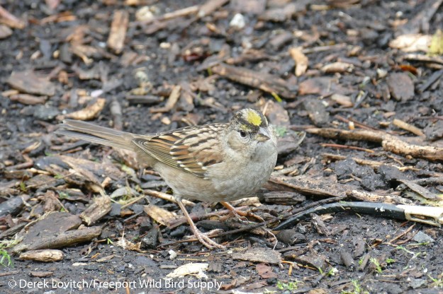 Day6-Victoria-GCSP1_edited-1