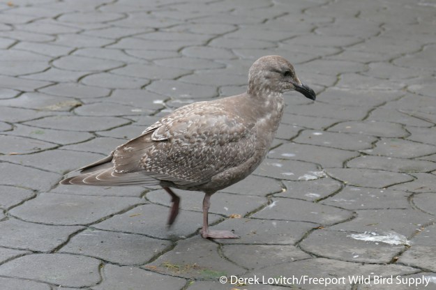 Day6-Victoria-GWGU1stC1_edited-1