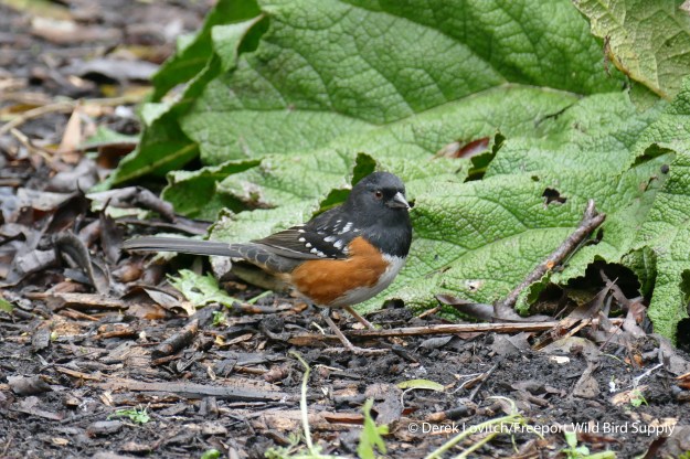 Day6-Victoria-SPTO1_edited-1