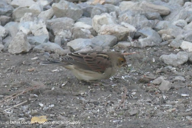 DICK,storefeeders,11-2-15_edited-1