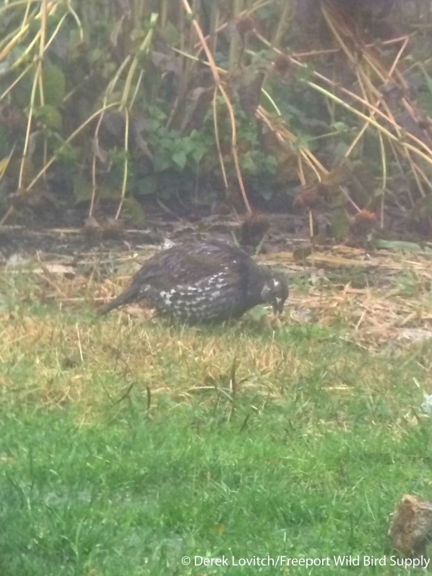 IMG_6630_Day4-Sooty Grouse-best_edited-1