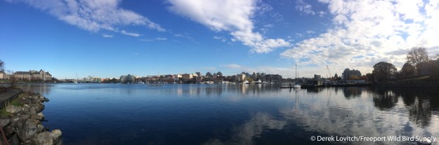 IMG_6714_Day6-VictoriaHarbor-panoramic1a_edited-1