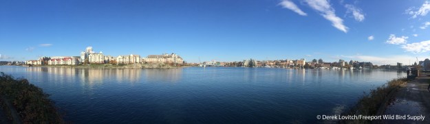 IMG_6717_Day6-VictoriaHarbor-panorama_edited-1