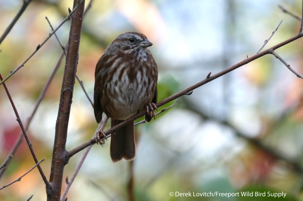 L1030354_SOSP,Day2-2_edited-1