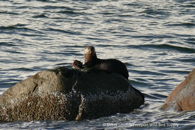 L1030363_Day2_River_Otter1_edited-1