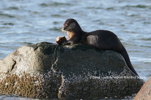 L1030379_Day2_RiverOtter-best_edited-1