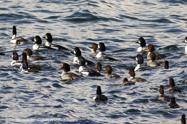 L1030399_Day2-BAGOflock2_edited-1