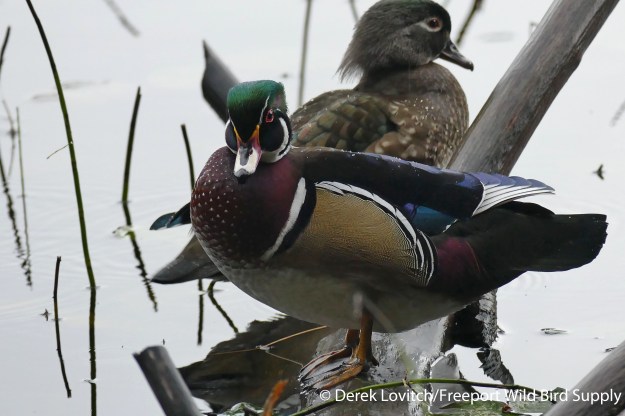 L1030521_Day5-Stanley-WODUpair1_edited-1