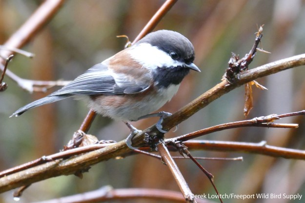 L1030535_Day5-StanleyParkCBCH-best_edited-1