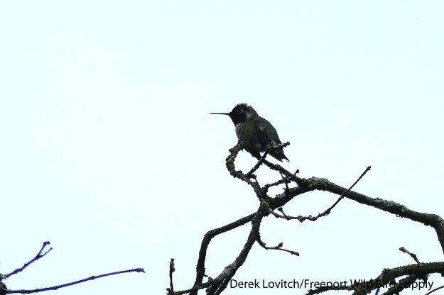 L1030541_Day5-StanleyPark-ANHU_edited-1