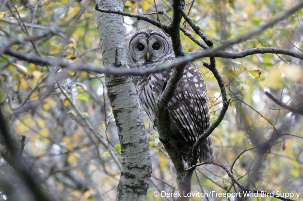 L1030550_Day6-Victoria-BADO1_edited-1