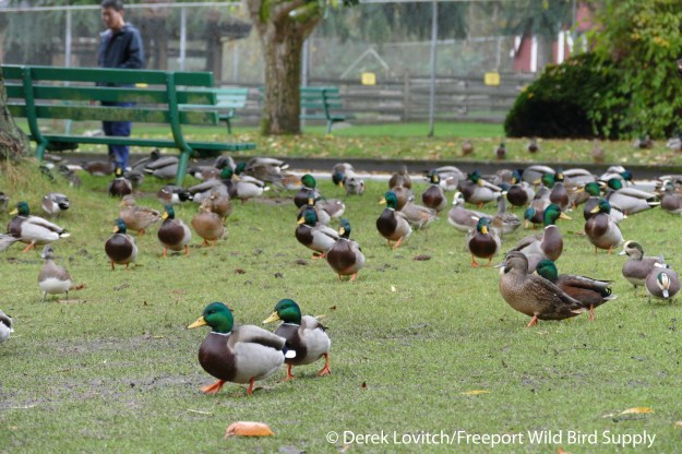 L1030583_Day6-Victoria-marchingducks1_edited-1