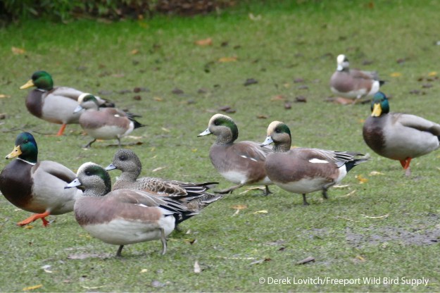 L1030587_Day6-Victoria-marchingAMWI1_edited-1