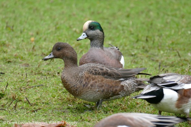 L1030660_Day6-Victoria-henEUWI1_edited-1