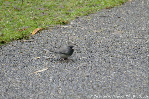 L1030673_Day6-Victoria-SCJU_edited-1