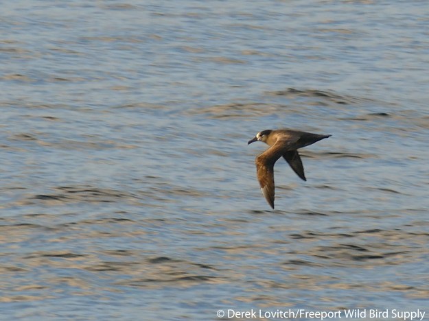 L1030747_Day7-BFAL1_edited-1