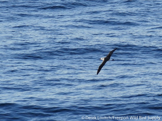 L1030760_Day7-LAAL1_edited-1