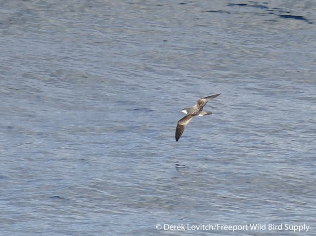 L1030770_Day7-BUSH1_edited-1