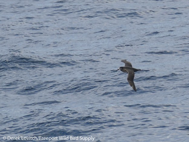 L1030780_Day7-BFAL2a_edited-1