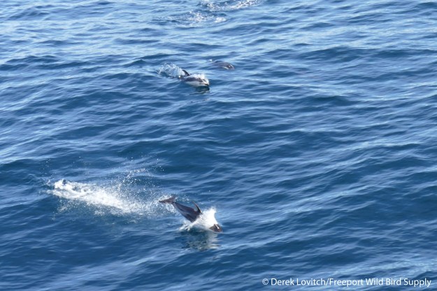 L1030794_PacWhite-sidedDolph1_edited-1