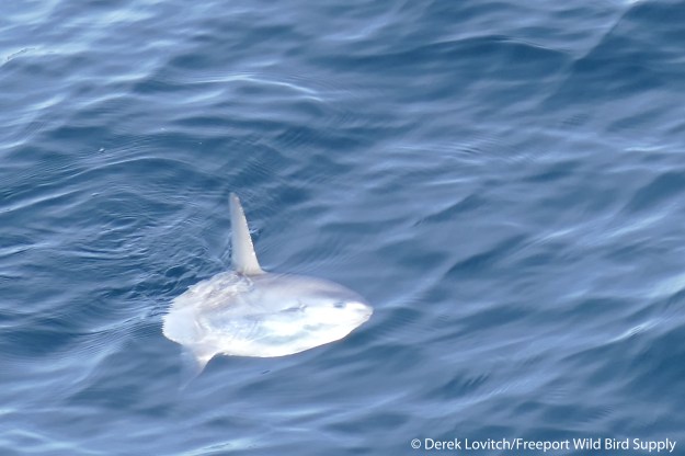 L1030819_Day7-MolaMola1_edited-1