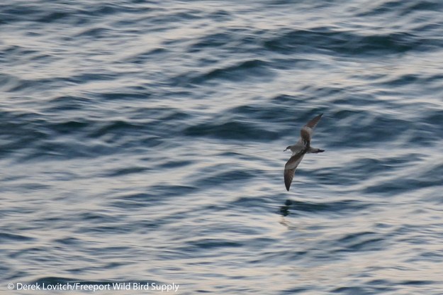 L1030836_Day7-BUSH1a_edited-1