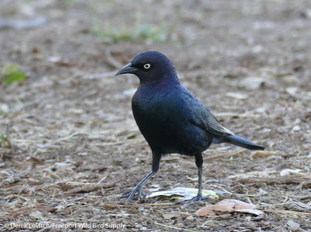 L1030897_Day9-BRBL1_edited-1