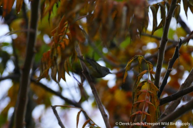 OCWA,EasternProm,11-1-15_edited-1