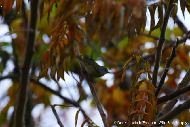 OCWA,EasternProm,11-1-15_edited-1