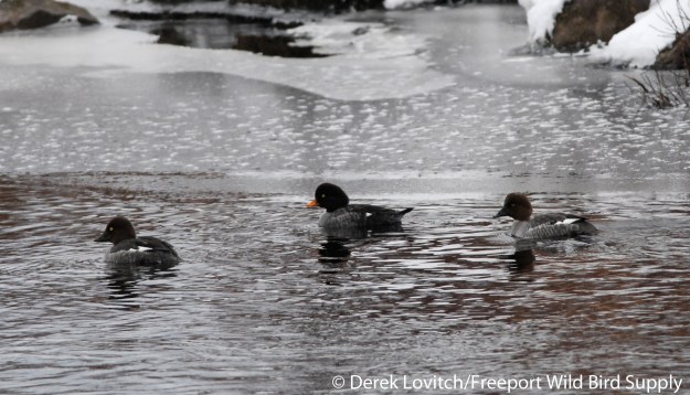 female BAGO with imm COGO1, East Machias River, 2-13-12_edited-1