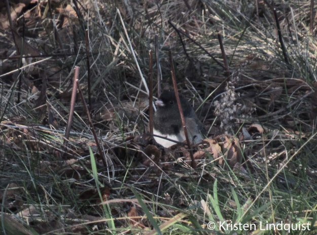 IMG_6912_edited-1,K.Lindquist