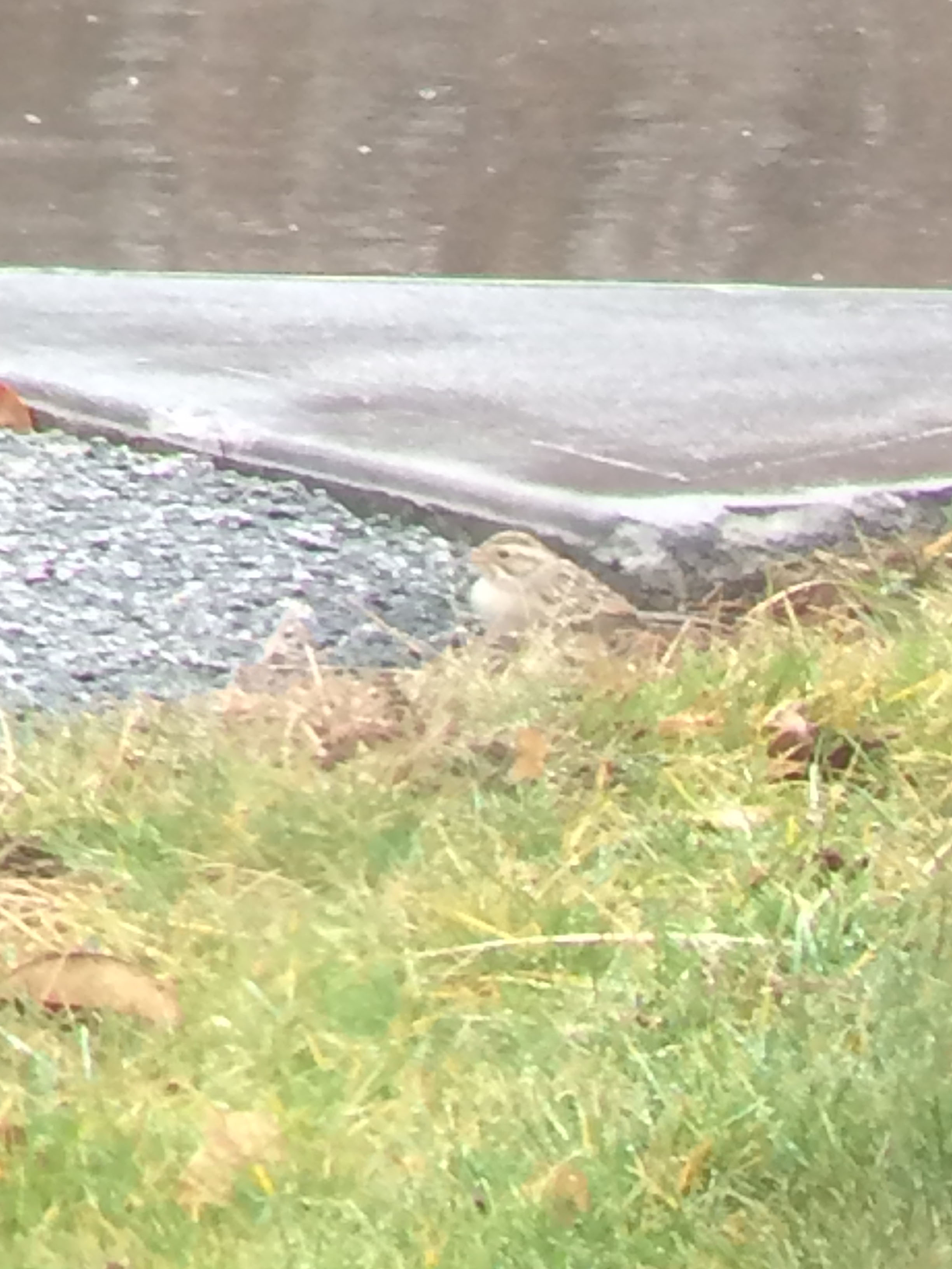 IMG_6964_CCSP,CranberrySt,Wells,12-14-15