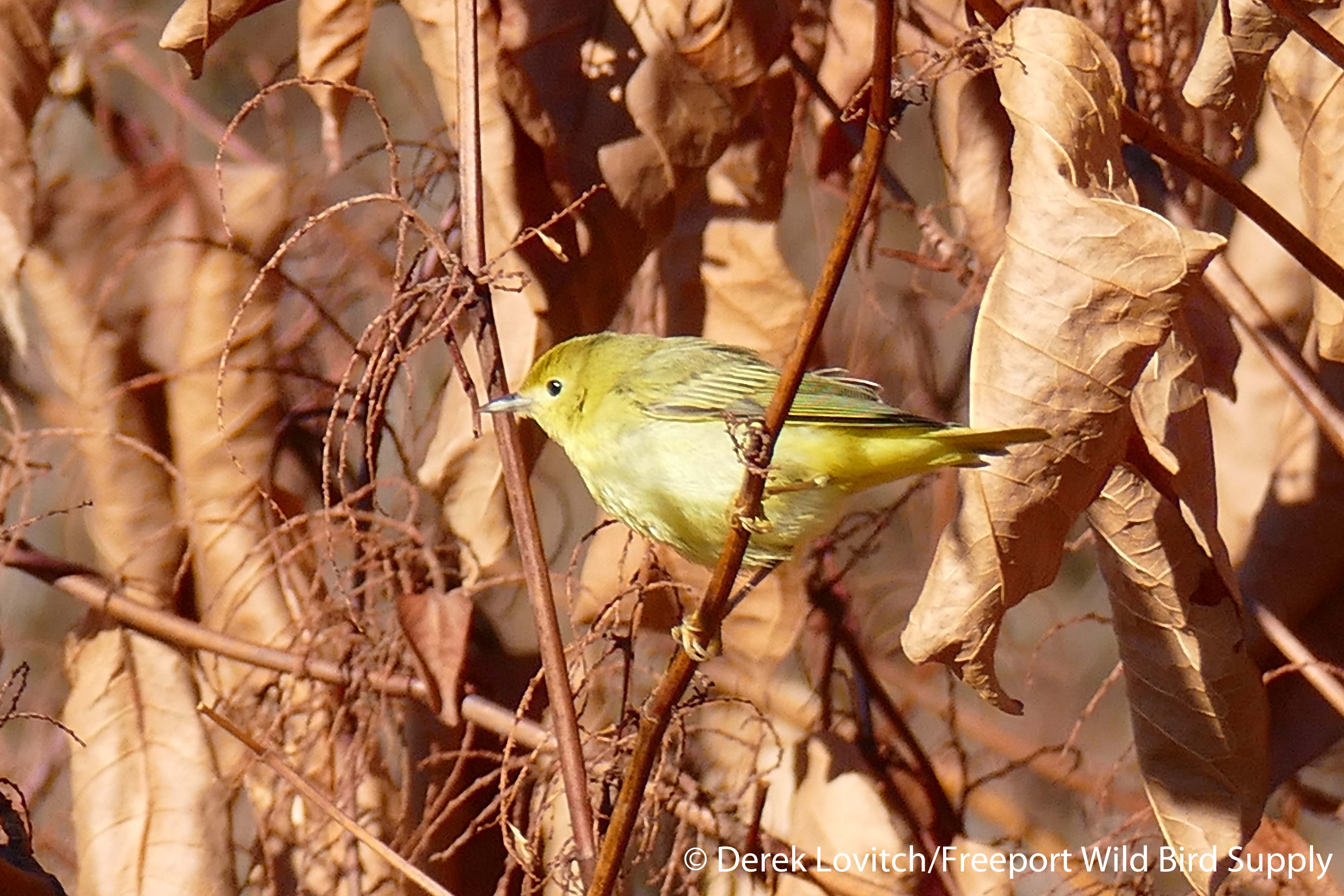 L1040022_YWAR,SacoRiverWalk,12-6-15_edited-1